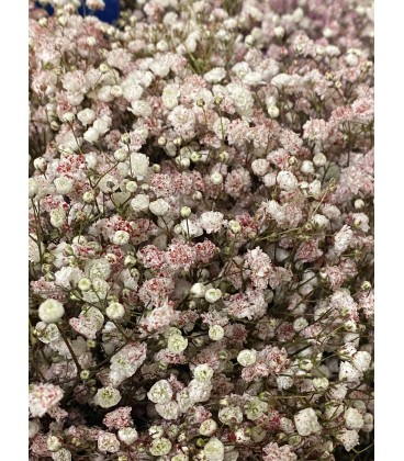 Gypso pailettes ROUGE FLO