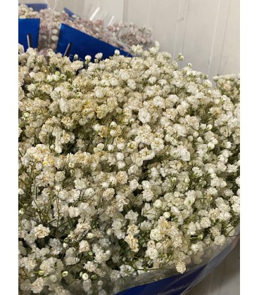 Gypso paiettes OR FLO