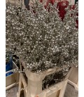 Ilex Teinté Platine 90 cm