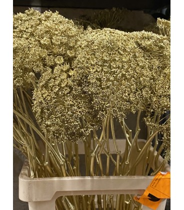 Dille teinté OR 60 cm