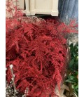 Asparagus teinté Rouge + paillet 80