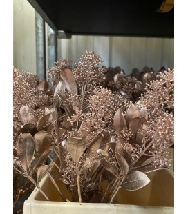 Skimmia teinté Champagne ( rosé)