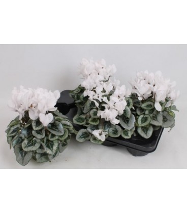Cyclamen Metalis Ø 13