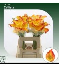 Calla Callista 60 cm