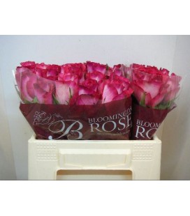 Rose Nicoletta 35 cm
