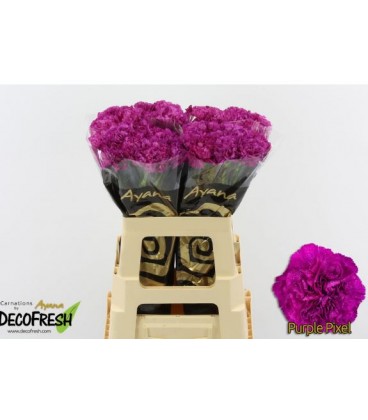 Oeillet Purple pixel 65 cm x 20