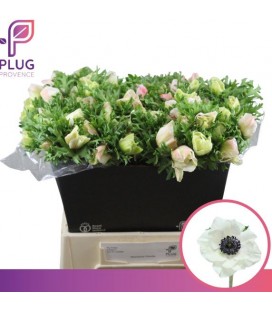 Anemone co Mar Panda 45/50 cm