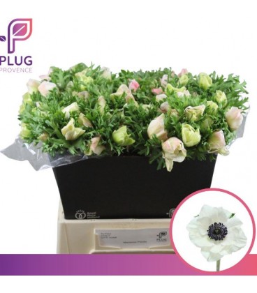 Anemone co Mar Panda 45/50 cm