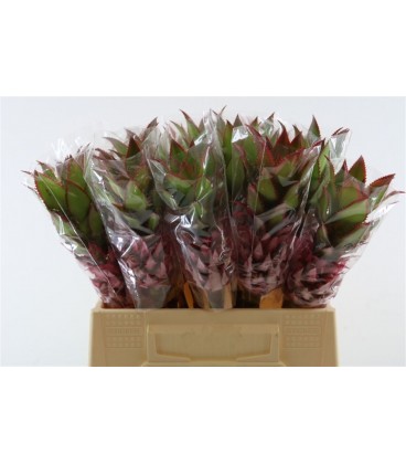 Ananas Nina Medium 50 cm