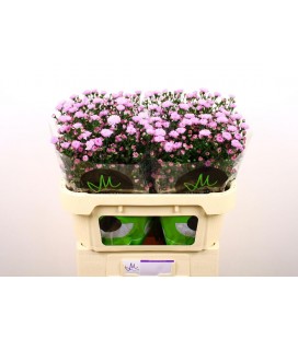 Aster double Da pink 80 cm