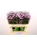 Aster double Da pink 70 cm