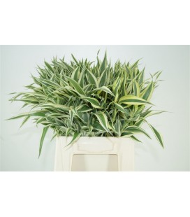 Dracaena Sandriana Victory 50 cm