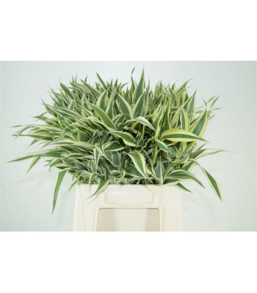 Dracaena St Victory 45 cm