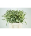 Dracaena St Victory 45 cm