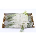 Dendrobium Blanc 55 cm la branche