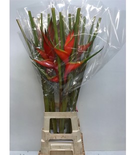 Heliconia Buyard 90 cm