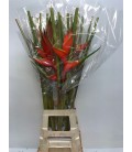Heliconia Buyard 90 cm