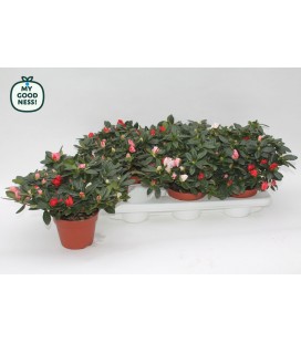 Azalée simsii surprise Ø 14 