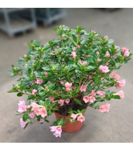 Azalée Kirin Ø15 h 35