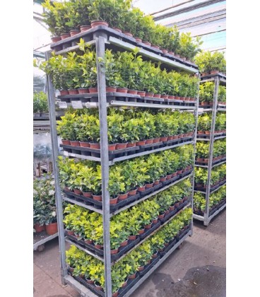 Fusain aureus Ø 10.5 h 20