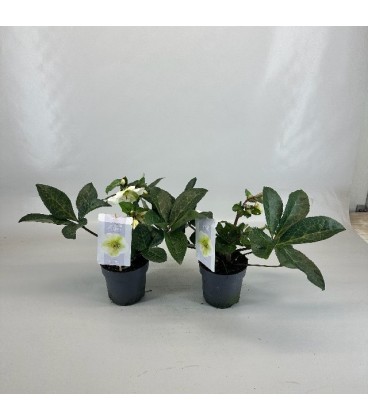 Hellebore froskisMolly's White Ø15