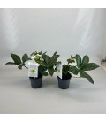 Hellebore froskisMolly's White Ø15