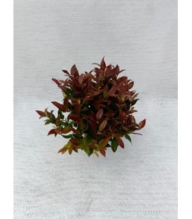 Leucothoe zeblid Ø 13