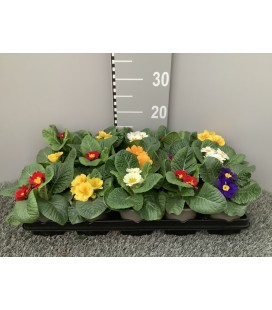 Primevere acaulis pot de 10.5 