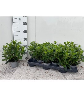 Viburnum tinus Ø10.5