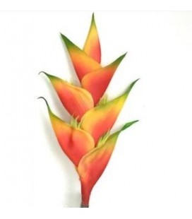 Heliconia Tropical 100 cm