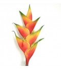 Heliconia Tropical 100 cm