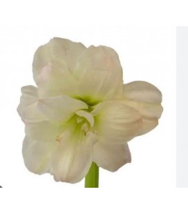 Amaryllis White Lion 80 cm
