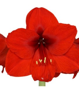 Amaryllis Redstard 80 cm
