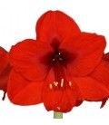 Amaryllis Redstard 80 cm