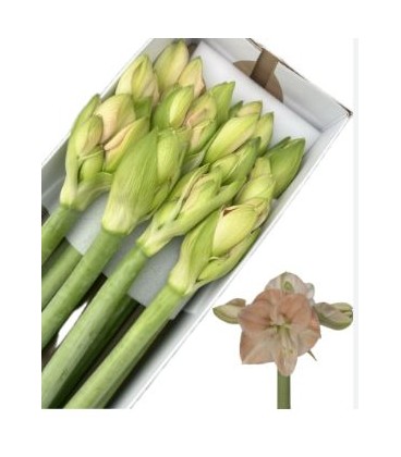 Amaryllis Ga Rose 80 CM