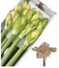Amaryllis Ga Rose 80 CM