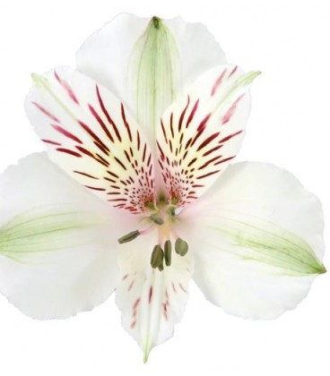 Alstromeria Himalaya 60 cm