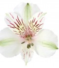 Alstromeria Himalaya 60 cm