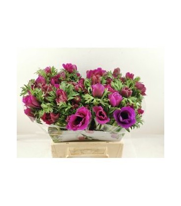 Anemone Co Levan rose 40 cm