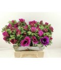 Anemone Co Levan rose 40 cm