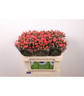 Hypericum Sisu flirt 70 cm