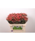 Hypericum Sisu flirt 70 cm