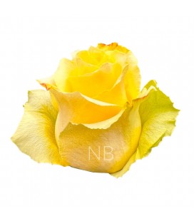 Rose Equat Tara 50 cm x 25