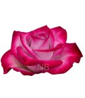 Rose Equateur Deep purple 50 cm