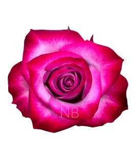 Rose Equat Deep Purple  50 cm x 25