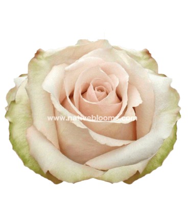 Rose equat Quicksand 50 cm