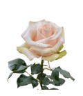 Rose Equateur  Sahara 50 cm