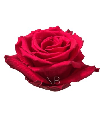 Rose equa Born Beauty  50 cm x 25