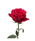 Rose equa Born Beauty  50 cm x 25