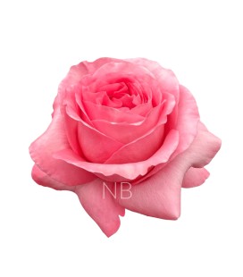 Rose Equat Pink Xpress 50 cm x 25